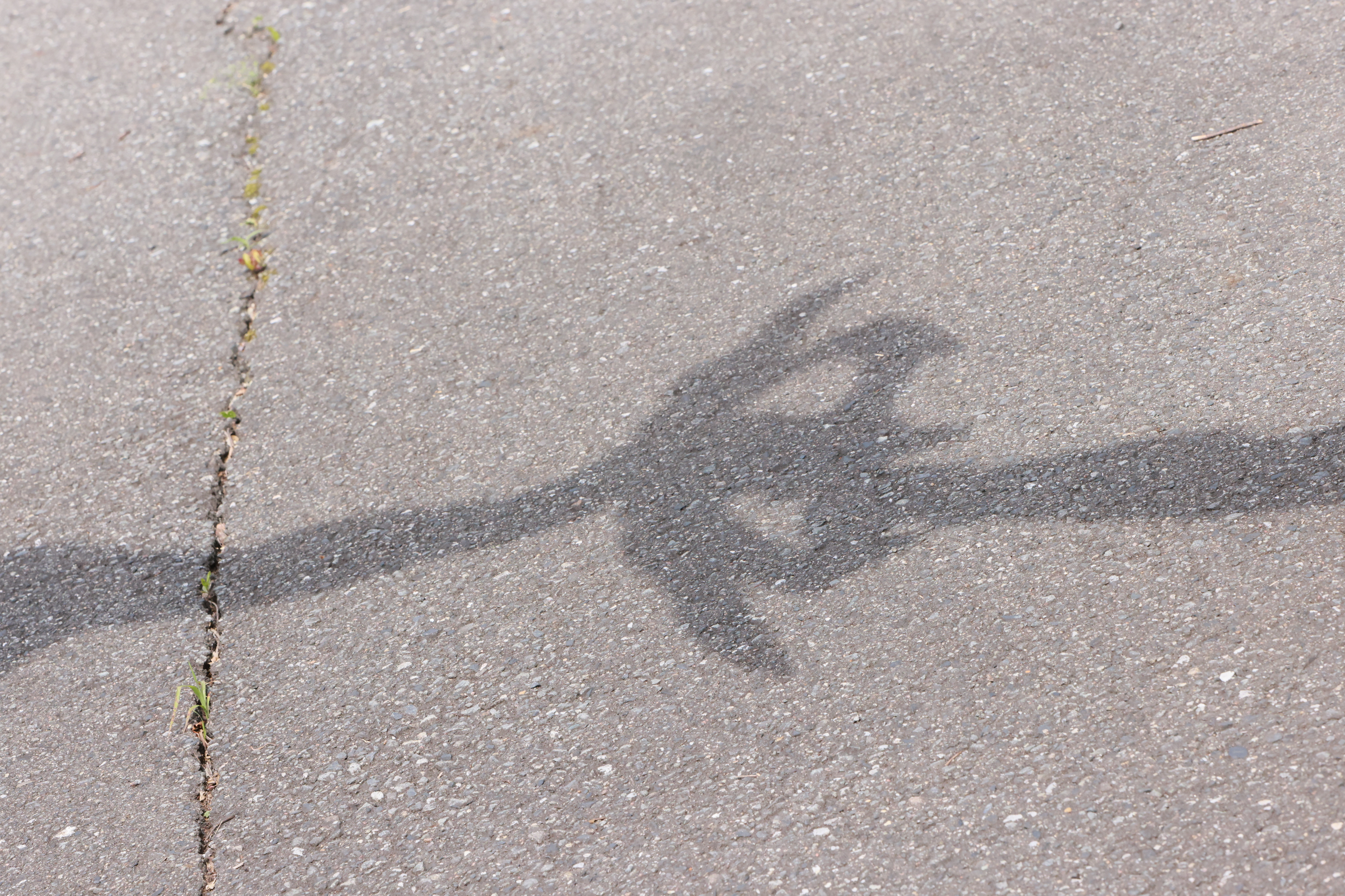 今週の二度寝-262